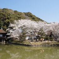 和歌山県根来寺の桜