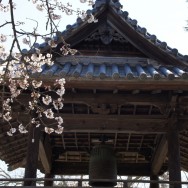 和歌山県根来寺の桜
