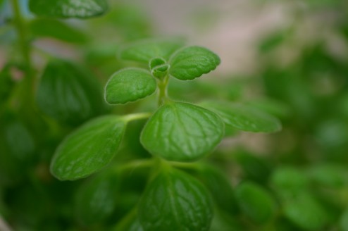 緑の植物