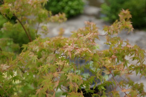 滝谷花しょうぶ園