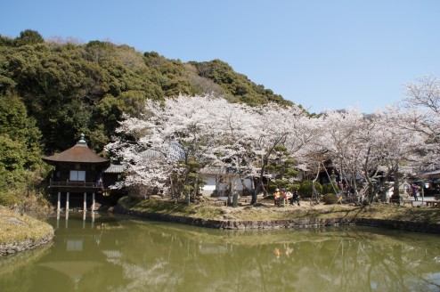 和歌山県根来寺の桜