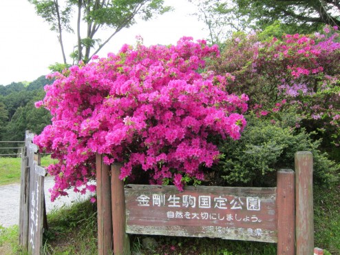 葛城山
